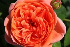 Rose 'Summer Song' (Englische Rose)