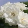 Rose 'Schneewittchen' (Strauchrose) -Blumen Verkauf 2002032 Rose 20Schneewittchen Strauchrose 1