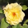 Rose 'Tibet-Rose' (Strauchrose) -Blumen Verkauf 2002033 Rose 20Tibet Rose Strauchrose 1 c84c2fda 0ca7 438a ac1e 8186ac32f6e7
