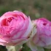 Rose 'Eden Rose' (Strauchrose) -Blumen Verkauf 2002034 Rose 20Eden 20Rose Strauchrose 1