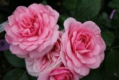 Rose 'Roseninsel' (Beetrose)