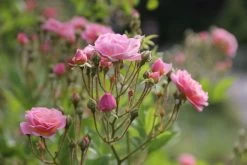 Rose 'Rosendorf Steinfurth' (Rambler) -Blumen Verkauf 2002048 Rose 20Rosendorf 20Steinfurth Rambler 3 ba307d93 56ba 43d8 977a 963a7443e66b