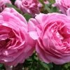 Rose 'Louise Odier' (Historische Rose)