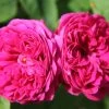 Rose 'Rose De Resht' (Historische Rose)