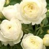 Rose 'Claire Austin' (Englische Rose)
