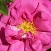 Rose 'Wild Edric' (Englische Rose | Heckenrose) -Blumen Verkauf 2002096 Rose 20Wild 20Edric Englische 20Rose 20 20Heckenrose 1