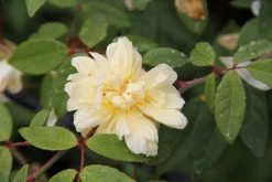 Rose 'Malvern Hills' (Rambler)