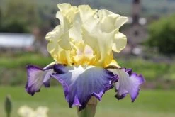 Iris Barbata-Elatior 'Bel Avenir' (Hohe Bartschwertlilie)