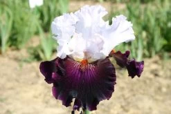 Iris Barbata-Elatior 'Starring' (Hohe Bartschwertlilie)