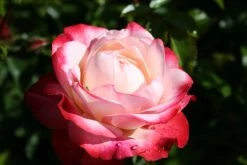 Rose 'Nostalgie' (Edelrose)
