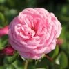 Rose 'Starlet Rose Eva' (Kletterrose)