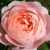 Rose 'Queen Of Sweden' (Englische Rose) -Blumen Verkauf 2002286 Rose 20Queen 20of 20Sweden Englische 20Rose 1