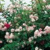 Rose 'Paul's Himalayan Musk' (Rambler) -Blumen Verkauf 2002295 Rose 20Pauls 20Himalayan 20Musk Rambler 1