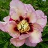 Paeonia Itoh-Hybride 'Pastel Splendor' (Intersektionelle Pfingstrose) -Blumen Verkauf 2002345 Paeonia 20Itoh Hybride 20Pastel 20Splendor Intersektionelle 20Pfingstrose 1