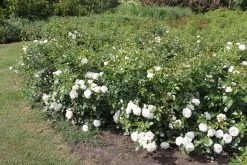 Rose 'Aspirin-Rose' (Beetrose) -Blumen Verkauf 2002415 Rose 20Aspirin Rose Beetrose 3