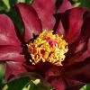 Paeonia Itoh-Hybride 'Dark Eyes' (Intersektionelle Pfingstrose) -Blumen Verkauf 2002538 Paeonia 20Itoh Hybride 20Dark 20Eyes Intersektionelle 20Pfingstrose 1