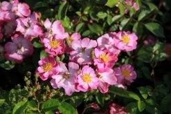 Rose 'Lavender Dream' (Bodendeckerrose) -Blumen Verkauf 2002540 Rose 20Lavender 20Dream Bodendeckerrose 2