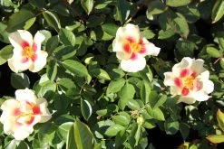 Rose 'Queen Of Sheba' (Persische Rose) -Blumen Verkauf 2002542 Rose 20Queen 20of 20Sheba Persische 20Rose 3