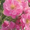 Rose 'Bienenweide' ® Rosa (Beetrose) -Blumen Verkauf 2002554 Rose 20Bienenweide 20 20rosa Beetrose 1 6ccf1373 02ec 4663 ba82 588674a6eeb8