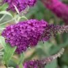 Buddleja Buzz® 'Magenta' (Zwerg-Sommerflieder) -Blumen Verkauf 2002613 Buddleja 20Buzz 20Magenta Zwerg Sommerflieder 1