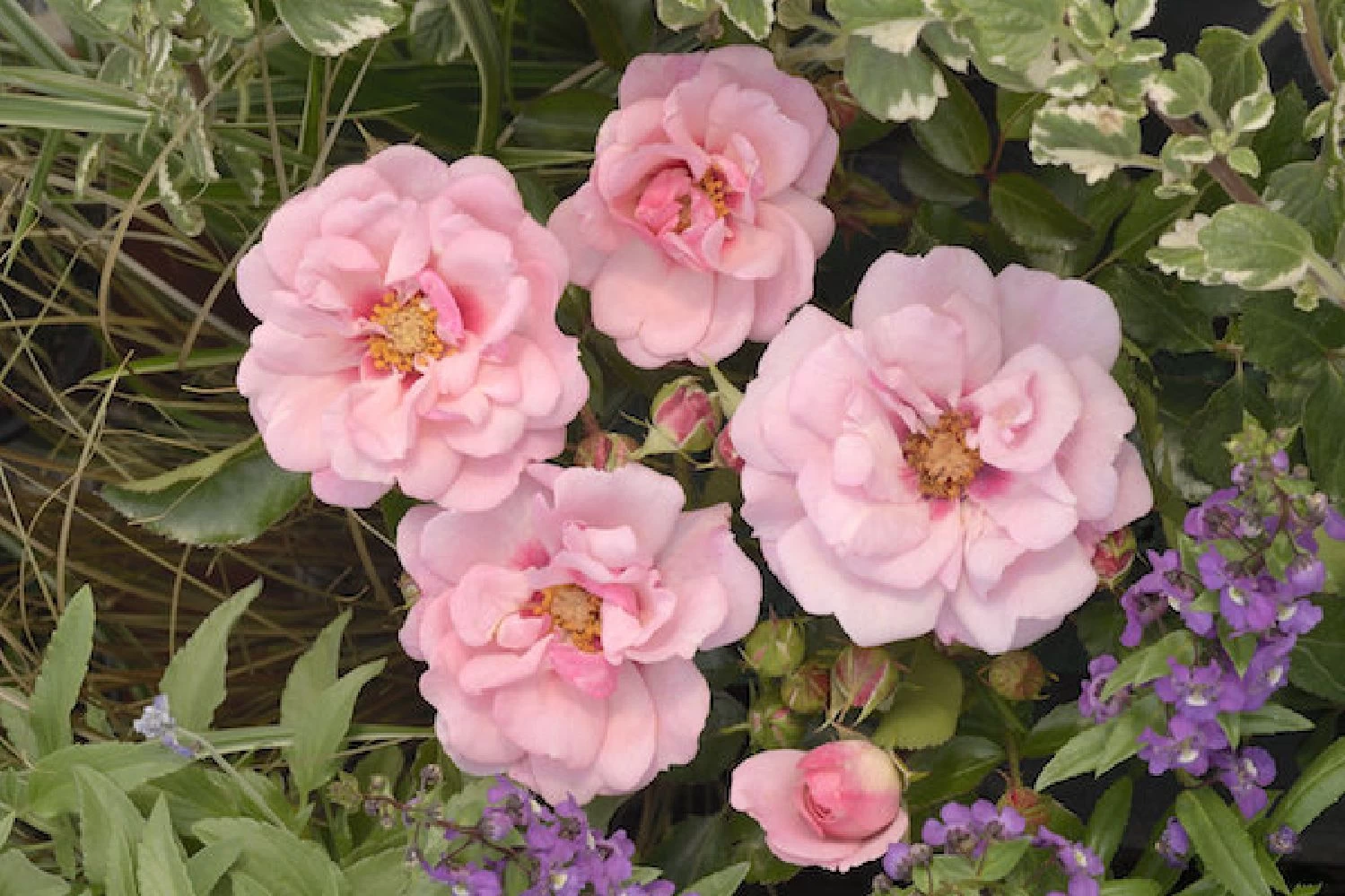 Rose 'Esther Queen Of Persia' (Persische Rose) 3 Rose 'Esther Queen Of Persia' (Persische Rose)