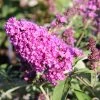 Buddleja Davidii 'Free Petite® Tutti Frutti' (Zwerg-Sommerflieder) -Blumen Verkauf 2002911 Buddleja 20davidii 20Free 20Petite 20Tutti 20Frutti Zwerg Sommerflieder 1