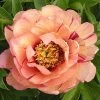 Paeonia Itoh-Hybride 'Callie's Memory' (Intersektionelle Pfingstrose) -Blumen Verkauf 2002917 Paeonia 20Itoh Hybride 20Callies 20Memory Intersektionelle 20Pfingstrose 1