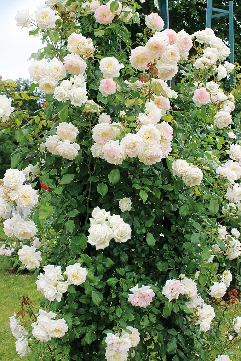 Blumen Verkauf -Blumen Verkauf 2003013 Rose 20Alaska 20 20Future Kletterrose 1 d2940d64 a45e 45d1 81a1 7cc38eee7e45