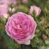 Rose 'Ozeana' (Kletterrose)