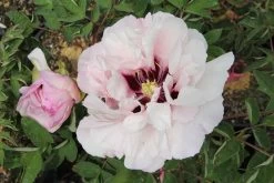 Paeonia Rockii 'Fen Xi Shi' (Strauchpfingstrose 'Rosa Schönheit')