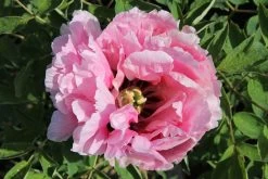 Paeonia Rockii 'Long Yuan Zhuang Shi' (Strauchpfingstrose 'Held Des Nordwestl. Plateaus')