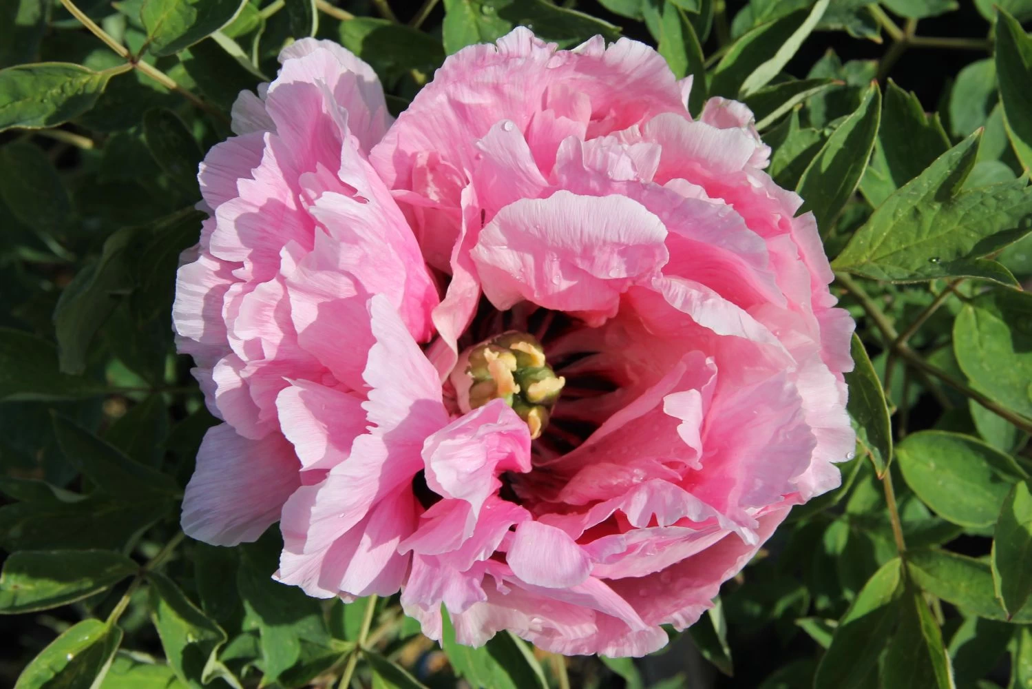 Paeonia Rockii 'Long Yuan Zhuang Shi' (Strauchpfingstrose 'Held Des Nordwestl. Plateaus')