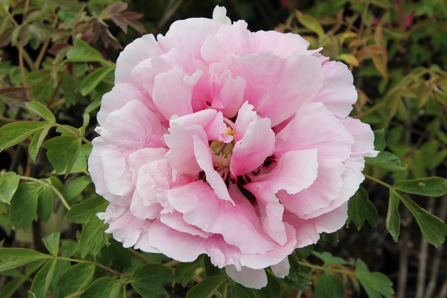 Paeonia Rockii 'Long Yuan Zhuang Shi' (Strauchpfingstrose 'Held Des Nordwestl. Plateaus') – Bild 2