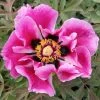 Paeonia Rockii 'Ri Yue Tong Hui' (Strauchpfingstrose 'Sonnen- Und Mondgleiche')