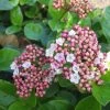 Viburnum Tinus 'Lisa Rose' (Lorbeer-Schneeball) -Blumen Verkauf 2003478 Viburnum 20tinus 20Lisa 20Rose Lorbeer Schneeball 1