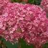 Hydrangea Arborescens 'Pink Annabelle' (Ballhortensie)