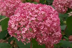 Hydrangea Arborescens 'Pink Annabelle' (Ballhortensie)