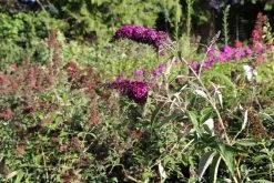 Buddleja Davidii 'Magenta Munchkin' (Sommerflieder) -Blumen Verkauf 2003514 Buddleja 20davidii 20Magenta 20Munchkin Sommerflieder 3