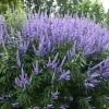 Vitex Agnus-castus 'Blue Puffball' (Mönchspfeffer) -Blumen Verkauf 2003516 Vitex 20agnus castus 20Blue 20Puffball Moenchspfeffer 1
