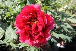 Paeonia Suffruticosa 'Shimazubeni' (Strauchpfingstrose 'Roter Shimazu')
