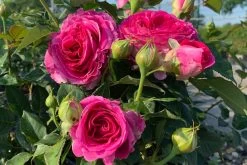 Rose 'Fräulein Maria' (Beetrose)