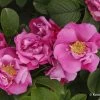 Rose 'Pink Roadrunner' (Wildrose) -Blumen Verkauf 2003690 Rose 20Pink 20Roadrunner Wildrose 1
