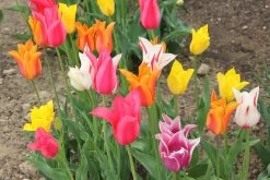 Neue Produkte 2 Tulpenmischung 'Karneval' (Garten-Tulpenmischung)