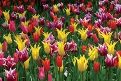Neue Produkte -Blumen Verkauf 2003867 Tulpenmischung 20Karneval Garten Tulpenmischung 2