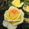 Rose 'Golden Tower' (Edelrosen) -Blumen Verkauf 2003899 Rose 20Golden 20Tower Edelrosen 1
