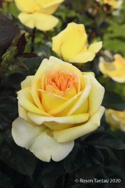 Rose 'Golden Tower' (Edelrosen)