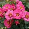 Rose 'Orienta® Djamila' (Persische Rose) -Blumen Verkauf 2003900 Rose 20Orienta 20Djamila Persische 20Rose 1 3f21b0db 91ae 4ab7 9767 9d691db50b48