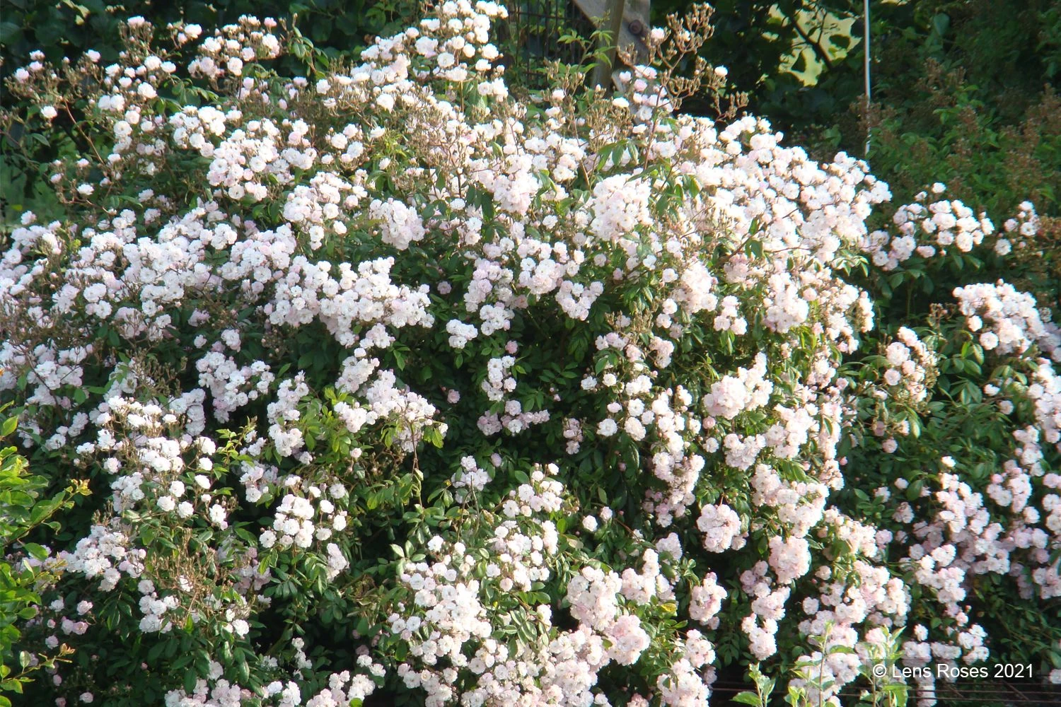 Rose 'Guirlande Rose' (Rambler) 5 Rose 'Guirlande Rose' (Rambler) – Bild 3