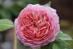 Rose 'Eisvogel' (Edelrose) -Blumen Verkauf 2003920 Rose 20Eisvogel Edelrose 3