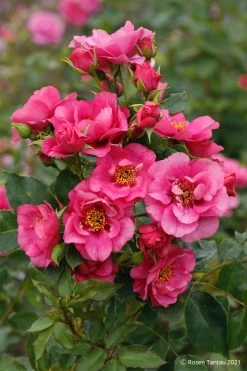 Rose 'Orienta® Aladdin' (Kletterrose) -Blumen Verkauf 2003929 Rose 20Orienta 20Aladdin Kletterrose 3